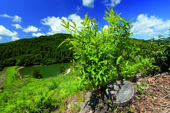 Kunisaki Peninsula Usa Integrated Forestry, Agriculture and Fisheries System