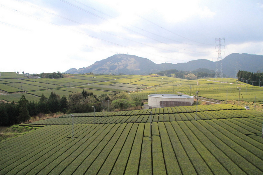 Traditional tea-grass integrated system in Shizuoka